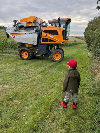 Něco málo z letošního vinobraní, ale sklizeň ještě zdaleka nekončí! 🍇