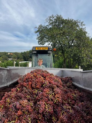🍇 Něco málo z dnešního vinobraní, hrozny vypadají krásně a taky tak chutnají. Vyšlo nám krásné počasí 🌤️