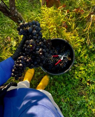 🍇 Dneska poslední sběr! Uzavíráme sezónu sklizní a na závěr jsme si nechali náš milovaný Merlot. Teď už všechno putuje do...